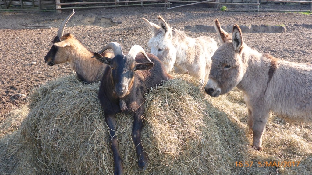 Park Dzikich Zwierząt w Kadzidłowie Park Dzikich Zwierząt w Kadzidłowie