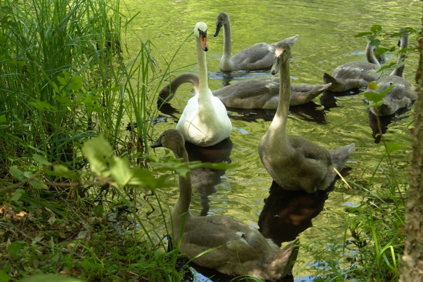 Szlak Krutynia - w oczekiwaniu na śniadanie Szlak Krutynia - w oczekiwaniu na śniadanie