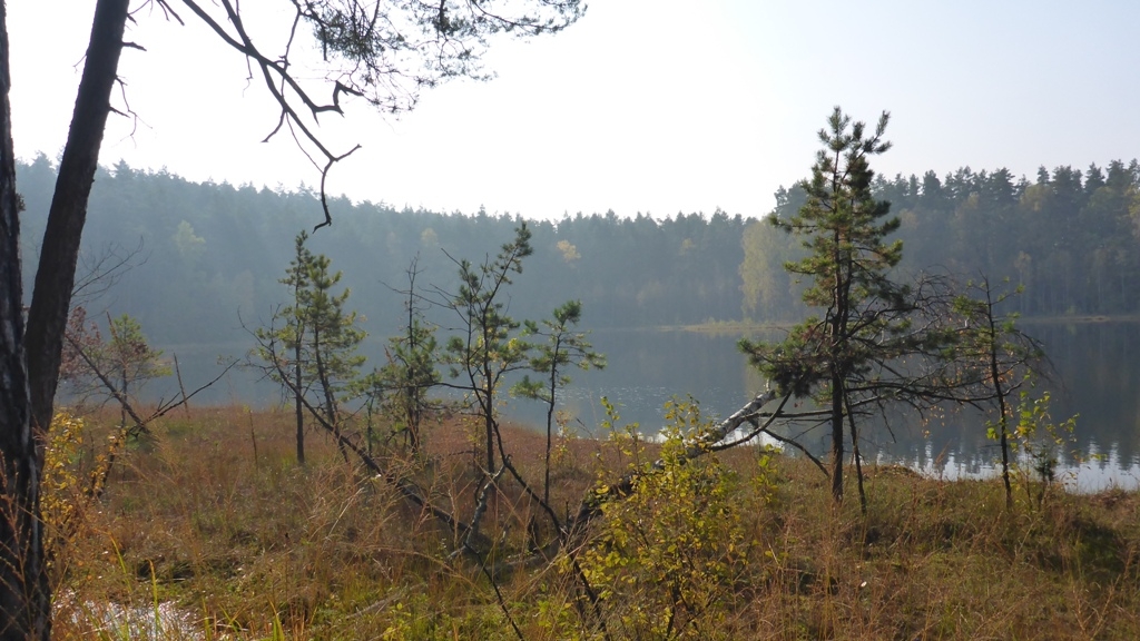 Jeziorka dystroficzne - Rezerwat Zakręt Jeziorka dystroficzne - Rezerwat Zakręt