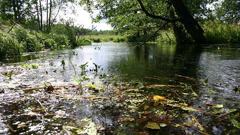 Spływy kajakowe szlakiem Łaźnej Strugi