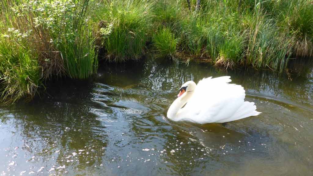 Łabędź na szlaku Biebrzy Łabędź na szlaku Biebrzy