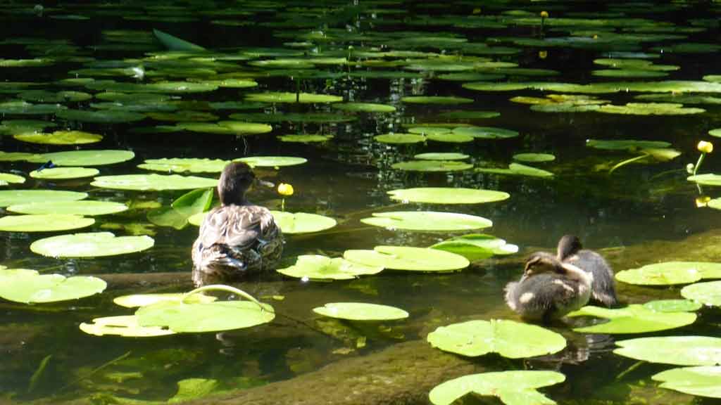 Szlak kajakowy rzeki Czarna Hańcza Szlak kajakowy rzeki Czarna Hańcza