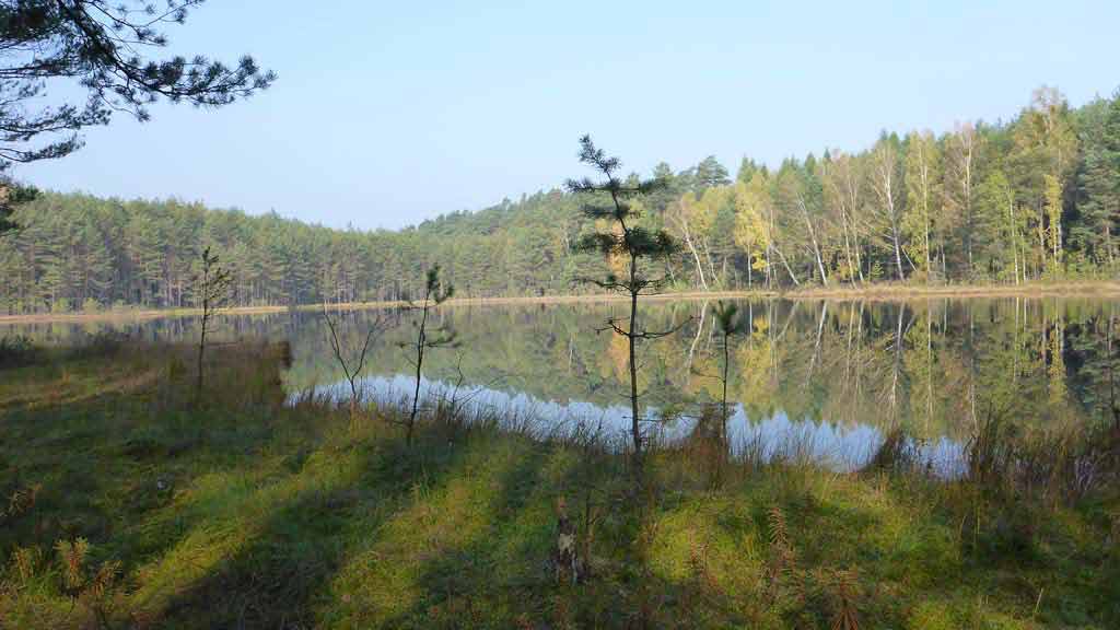 Rezerwat Zakręt - jeziorko dystroficzne