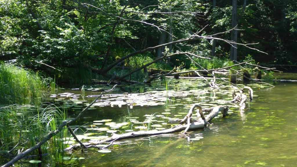 Szlak kajakowy rzeki Krutyni - zabezpieczanie stanowisk roślin chronionych